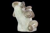 Tall Heteromorph (Nostoceras) Ammonite Cluster - Madagascar #96199-2